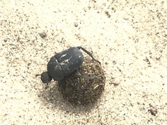 Gymnopleurus mopsus