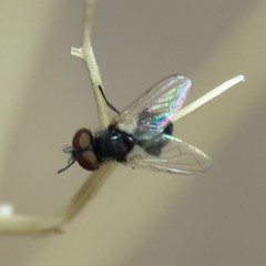 Phasiinae