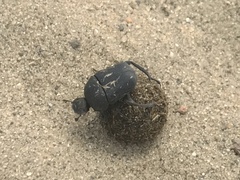 Gymnopleurus mopsus