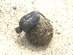 Gymnopleurus mopsus