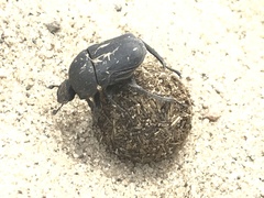 Gymnopleurus mopsus