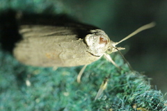 Nycteola asiatica