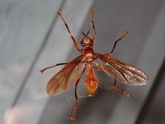 Pyrgotidae