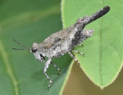 Paratettix cucullatus