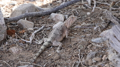 Agama anchietae