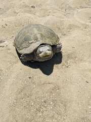 Malaclemys terrapin centrata