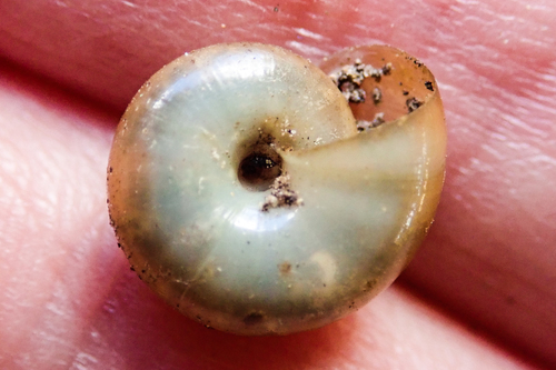 Draparnaud's Glass Snail