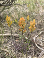 Castilleja flava