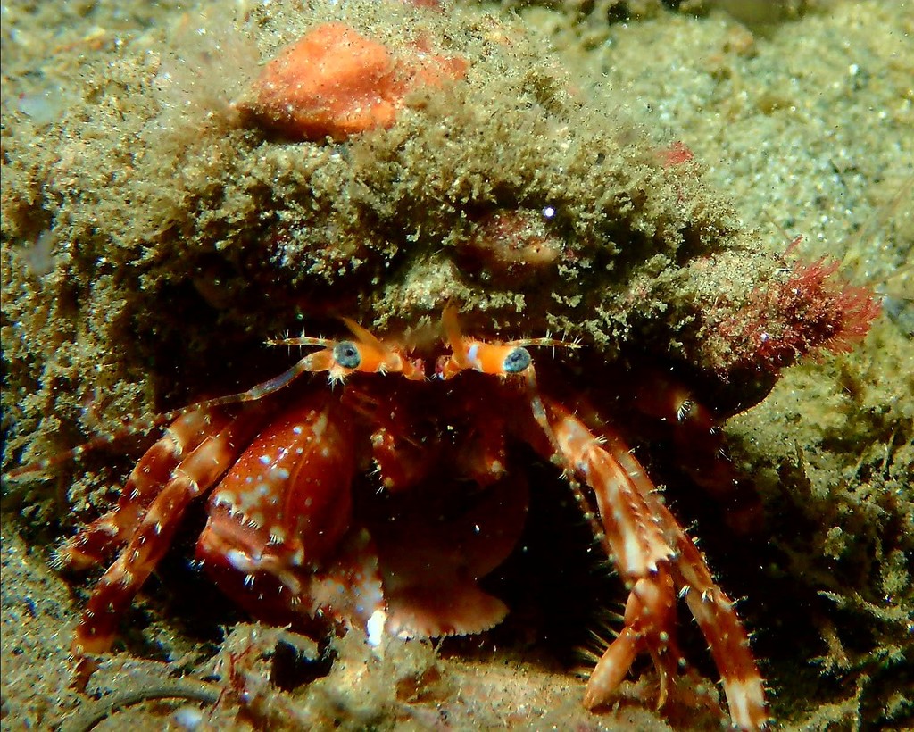 Hermit Crabs