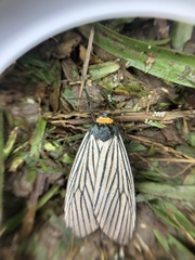 Macrobrochis fukiensis