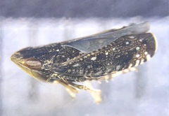 Scaphytopius frontalis