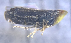 Scaphytopius frontalis