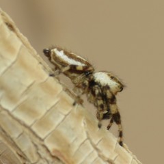 Metaphidippus carmenensis