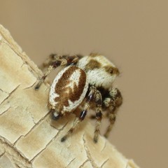Metaphidippus carmenensis