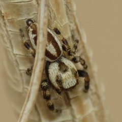 Metaphidippus carmenensis