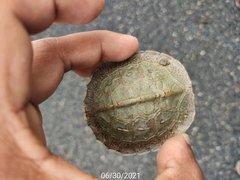 Rhinoclemmys pulcherrima pulcherrima