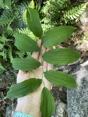 Polygonatum pubescens