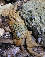 Geograpsus lividus