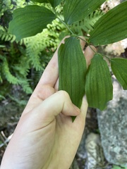 Polygonatum pubescens