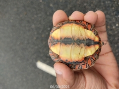 Rhinoclemmys pulcherrima pulcherrima