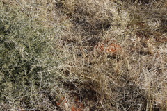 Eragrostis echinochloidea