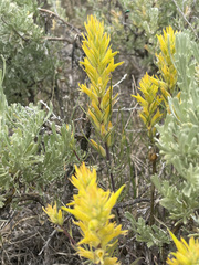 Castilleja flava