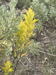 Castilleja flava
