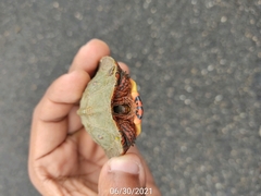 Rhinoclemmys pulcherrima pulcherrima