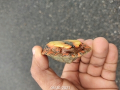 Rhinoclemmys pulcherrima pulcherrima