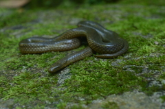 Hydromorphus concolor