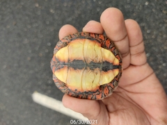 Rhinoclemmys pulcherrima pulcherrima