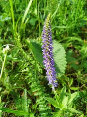 Veronica porphyriana