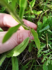 Veronica porphyriana