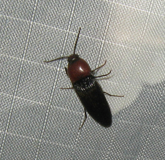 Ampedus rubricollis