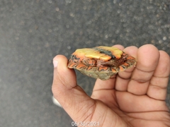 Rhinoclemmys pulcherrima pulcherrima