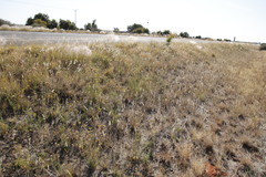 Nidorella resedifolia