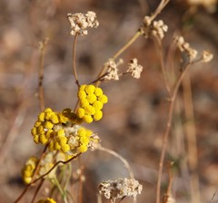 Nidorella resedifolia