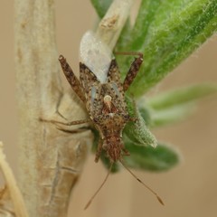 Harmostes angustatus