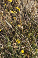 Nidorella resedifolia