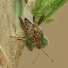 Harmostes angustatus