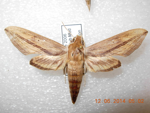 Xylophanes turbata (Xylophanes turbata)