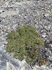 Petrophytum caespitosum caespitosum