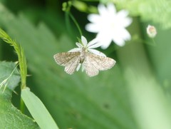 Eupithecia pygmaeata