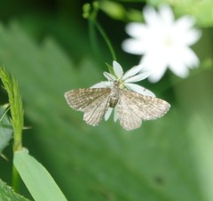 Eupithecia pygmaeata