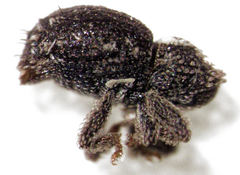 Microcryptorhynchus perpusillus