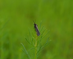Virbia polyphron