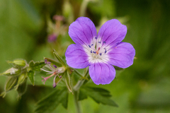 Geranium