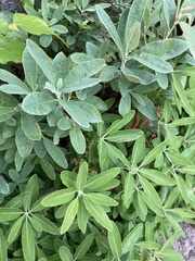 Rhododendron canadense