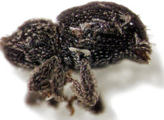 Microcryptorhynchus perpusillus