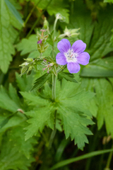Geranium